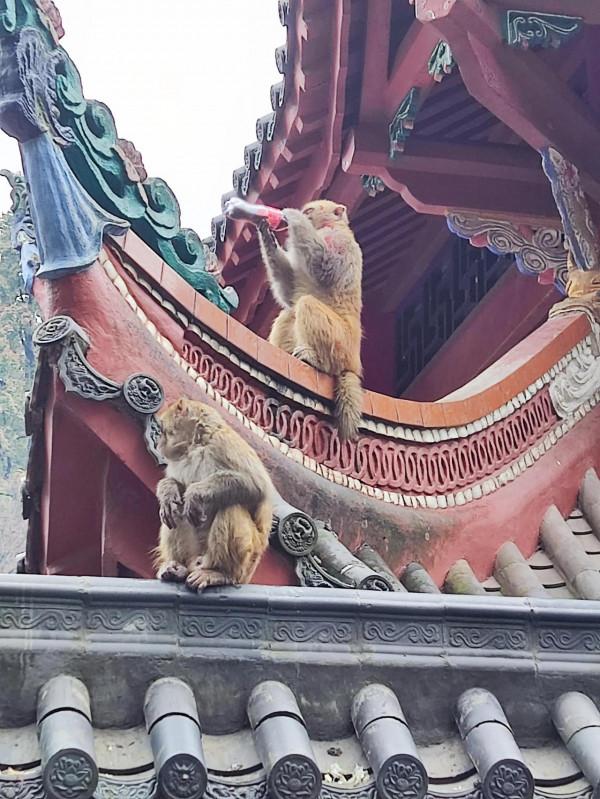 黔靈山公園，猴子不是唯一的亮點