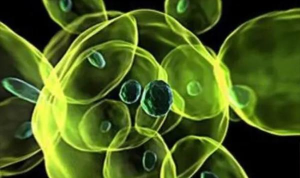 毫米波在醫學有什麼研究價值?是如何發現並應用的? 毫米波在醫學有什麼研究價值?是如何發現並應用的?