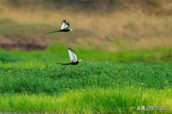 旗艦超越期待，春曉索尼Alpha 1試用體驗