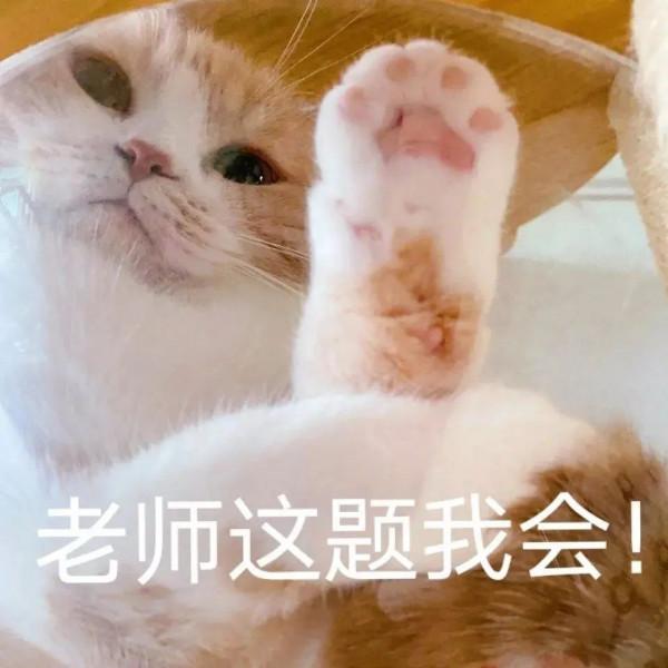 貓咪能有什麼壞心思呢，就是拉完屎不埋而已