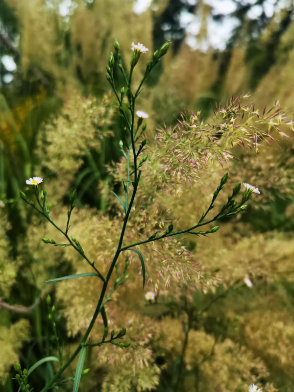 一年好景君須記 正是橙黃橘綠時