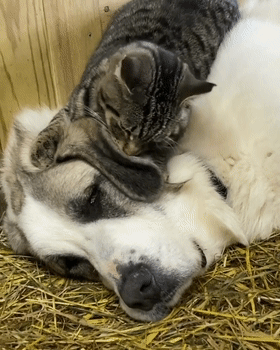 有社交牛逼症的狸花貓，征服了農場所有動物，成為了農場的代言人