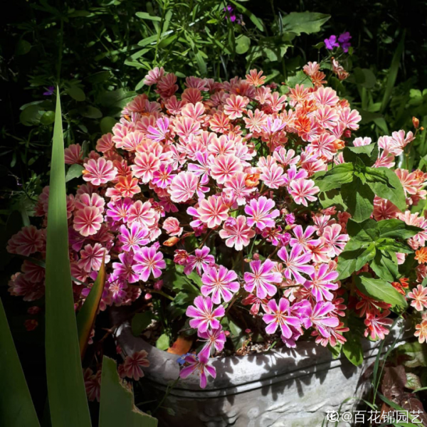 顏值超高的小清新植物，一年到頭都在開花，而且越開花越多