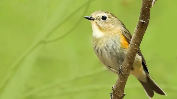 「山西鳥類圖鑑」| 紅脅藍尾鴝