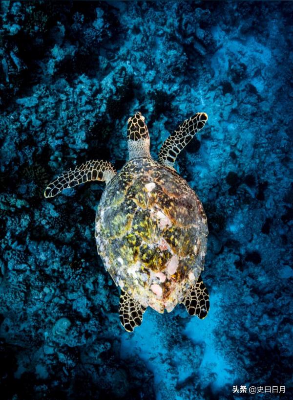 行走的寶石玳瑁，因為甲殼過於美麗，以至招來殺身之禍