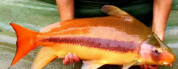 不要因為釣魚而被警察帶去“喝茶”!中國十大名貴保護魚種大盤點 不要因為釣魚而被警察帶去“喝茶”!中國十大名貴保護魚種大盤點