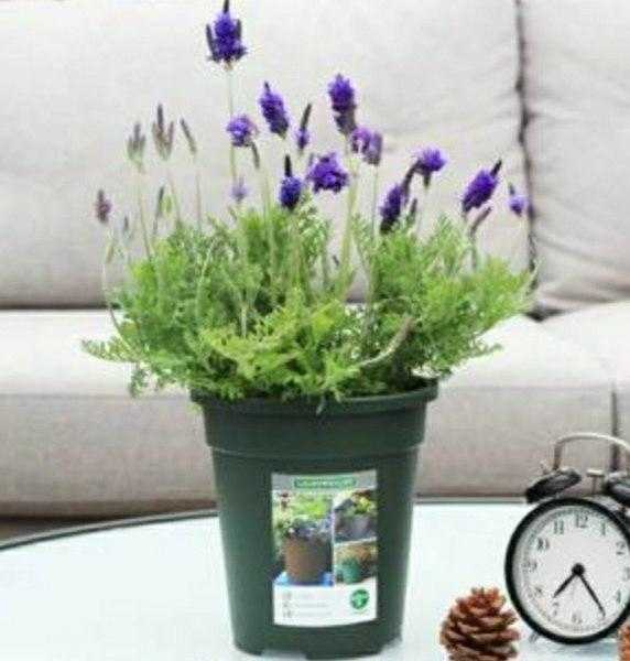 10種促進睡眠的植物，讓你一覺睡到天大亮