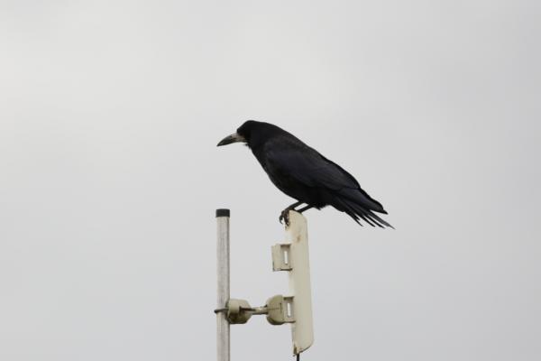 科普 | 鳥中“狠角色”——烏鴉