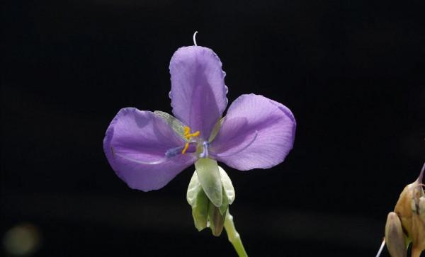 各色的花都開得繽紛絢燦，好像天上降下了一道彩雲