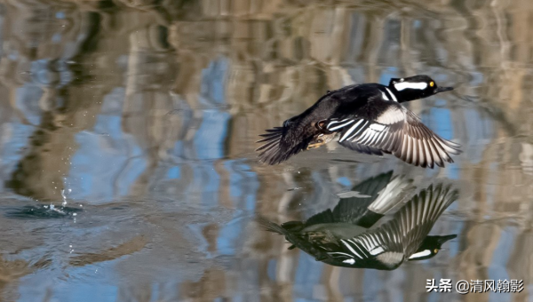 來自美洲的秋沙鴨，漂亮的羽冠