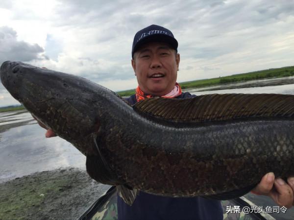 黑魚的“悲哀”!為了孩子的安全,成了移動的酸菜魚? 黑魚的“悲哀”!為了孩子的安全,成了移動的酸菜魚?