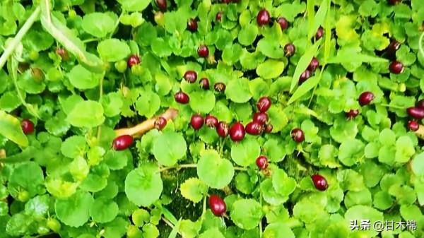 帶你一起回味62種南方野果子,它們是物質匱乏年代小朋友的零食 帶你一起回味62種南方野果子,它們是物質匱乏年代小朋友的零食