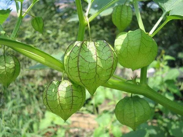 百花齊放的屍魂界,說說《死神》漫畫中以“植物”來命名的斬魄刀 百花齊放的屍魂界,說說《死神》漫畫中以“植物”來命名的斬魄刀