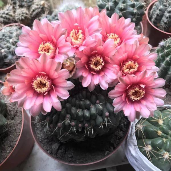 4種“漂亮花”,從年頭開到年尾,耐旱又耐曬,一年賞花300天 4種“漂亮花”,從年頭開到年尾,耐旱又耐曬,一年賞花300天