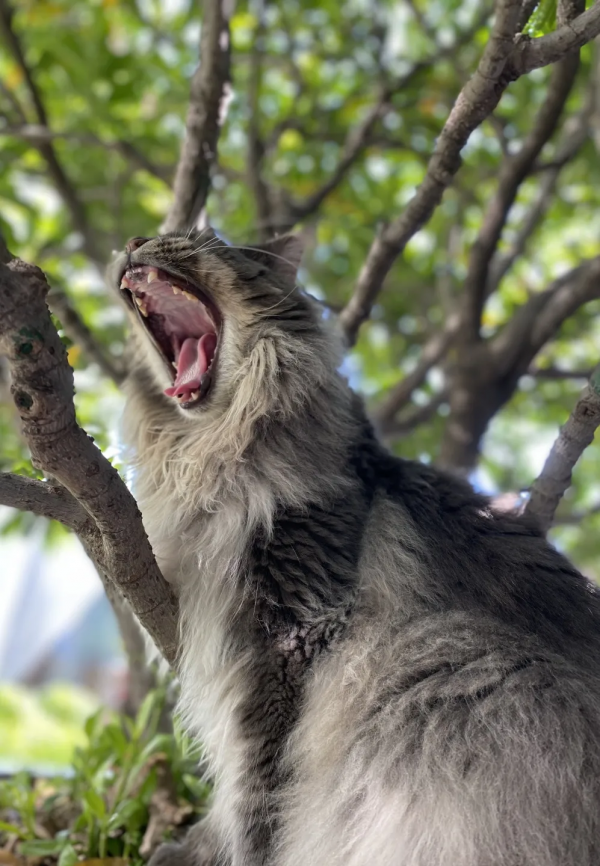 毛森森小朋友的職業規劃 毛森森小朋友的職業規劃