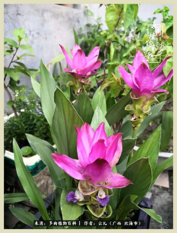 養花種多肉到底有什麼用？答案在這裡