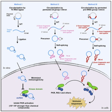 免疫原性最低的環狀RNA可作為有效PKR抑制劑，或可用於紅斑狼瘡診療