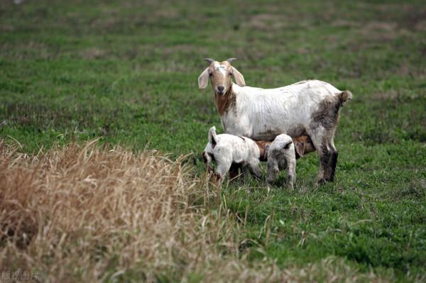 2021.09.17今日唐縣活羊成交量與價格 2021.09.17今日唐縣活羊成交量與價格