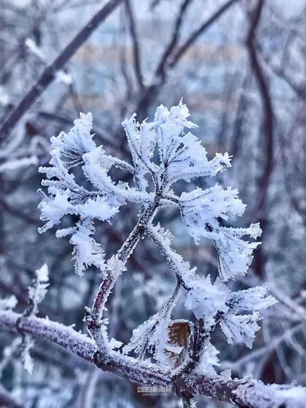 霧裡看凇｜冰城今日限定美景