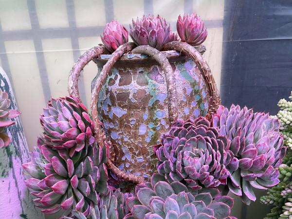 一顆火焰杯多肉八年時間的改變,曾經的小單頭變已成懸崖樁,震撼 一顆火焰杯多肉八年時間的改變,曾經的小單頭變已成懸崖樁,震撼