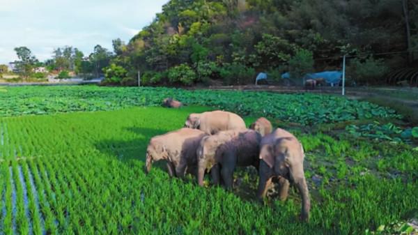 順著中老鐵路，一年四季都有好玩的地方
