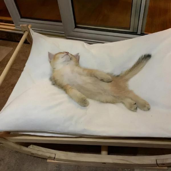 貓抓了只老鼠,結果往浴室一放,就倒頭睡覺,把主人看懵了 貓抓了只老鼠,結果往浴室一放,就倒頭睡覺,把主人看懵了