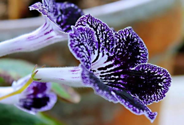 海角櫻草（堇蘭）