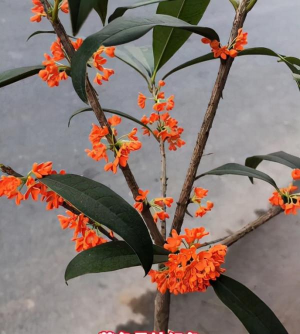 帶你欣賞桂花品種大合集