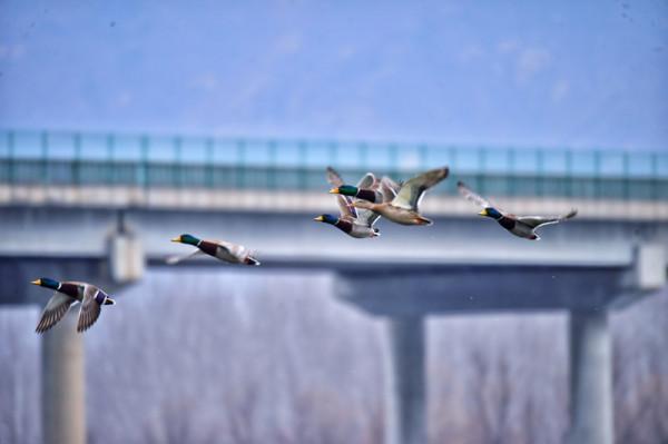延慶媯水河迎來千隻野鴨