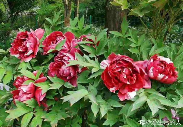 10種花不怕冷,先別搬進屋,放外面凍一凍,開花更旺 10種花不怕冷,先別搬進屋,放外面凍一凍,開花更旺