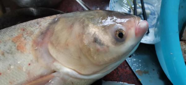 廣西老表釣到8斤大白鰱 喂酒糟的魚塘 今晚有口福了