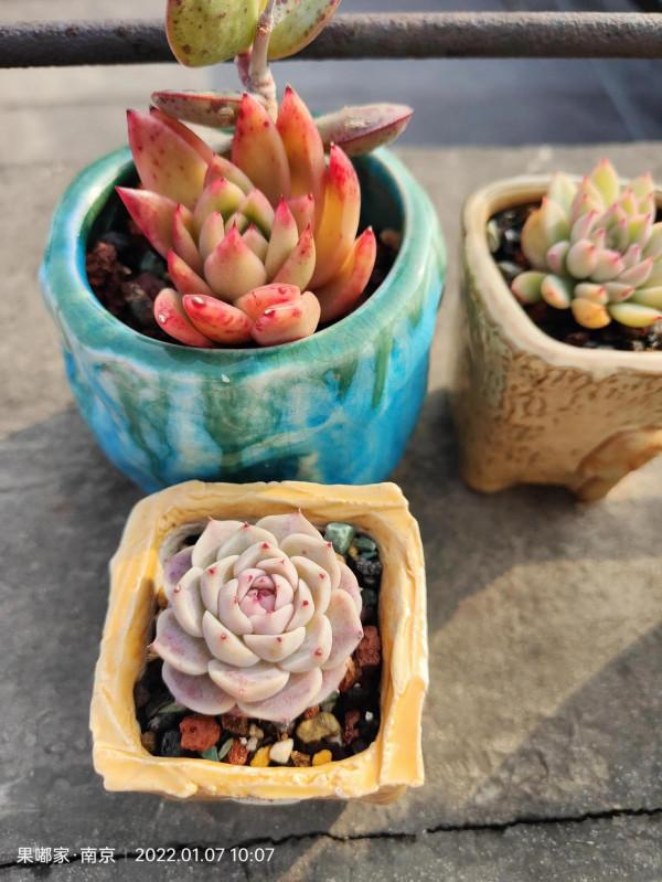 露養肉該有的健康色