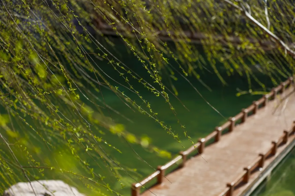 河南旅遊：寶泉冰雪節完美收官，鬱金香踏青賞花節即將開幕