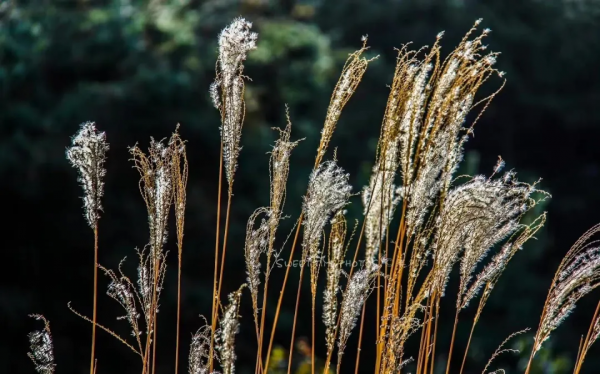再不去看就晚了！山東6個小眾又絕美的賞蘆勝地，濃縮了整個冬日的浪漫！