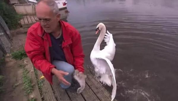 2019年，公天鵝遭灰狼襲擊，母天鵝急求老人相救，夫妻情深