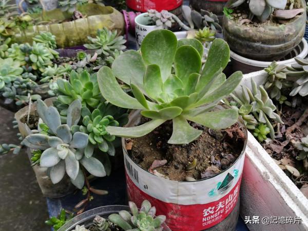 關於多肉服盆期的氣根現象，給花友們簡單講講