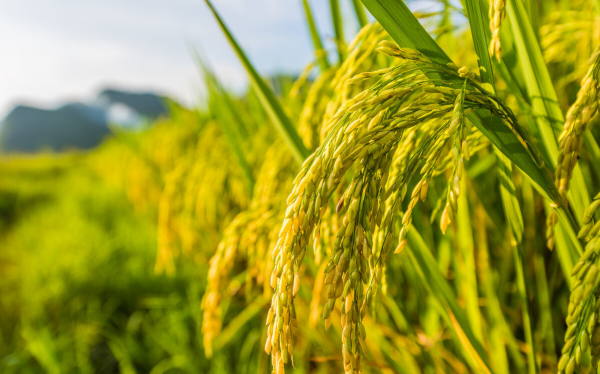 水稻畝產實現1300公斤,這是袁隆平院士的遺願,如今實現了 水稻畝產實現1300公斤,這是袁隆平院士的遺願,如今實現了