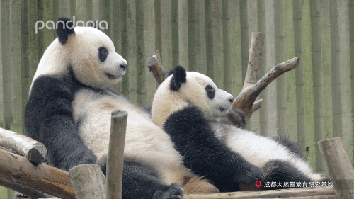 國寶測評！小熊牌枕頭到底有多軟