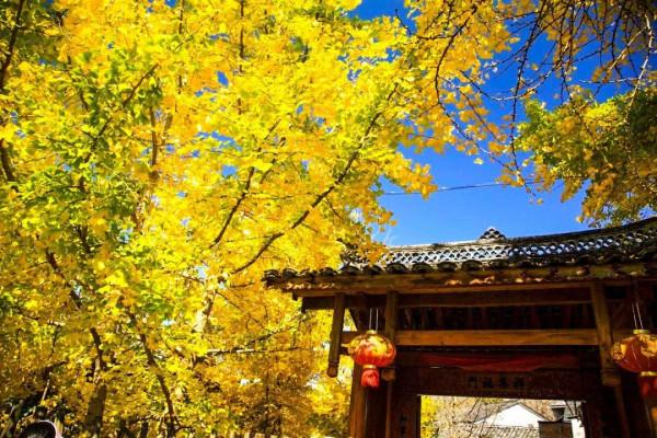 中國秋色正在上演!這9條自駕線,帶你領略不一樣的秋色 中國秋色正在上演!這9條自駕線,帶你領略不一樣的秋色