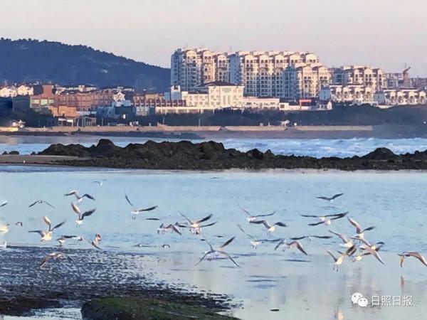 日照 · 冬 · “溼地精靈”​ 日照 · 冬 · “溼地精靈”​