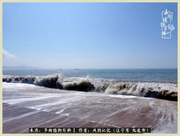 大千世界，與多肉共享