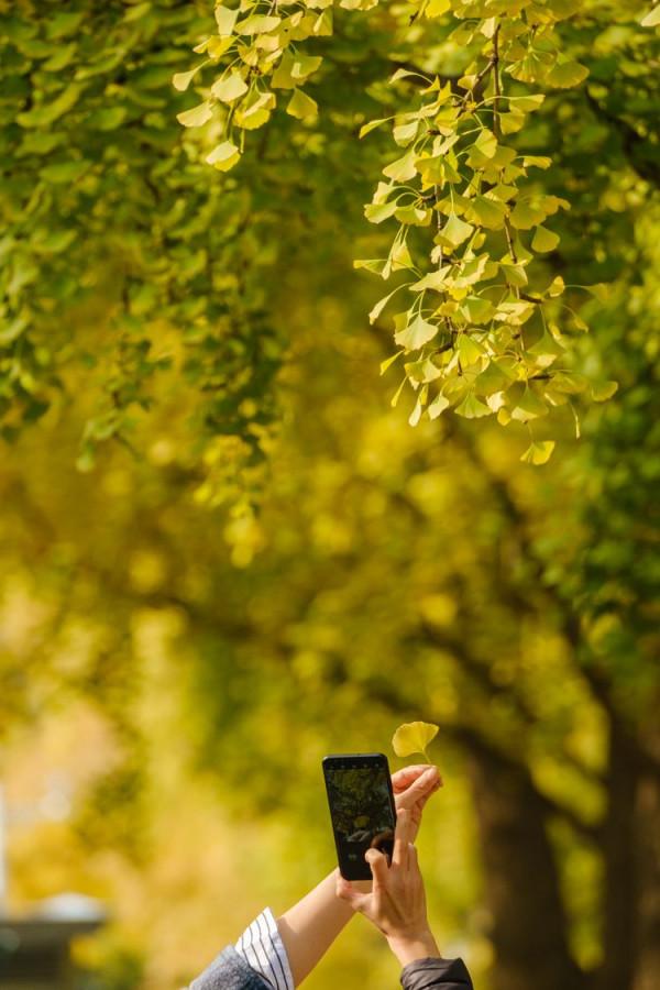 最愛北京，金秋如畫