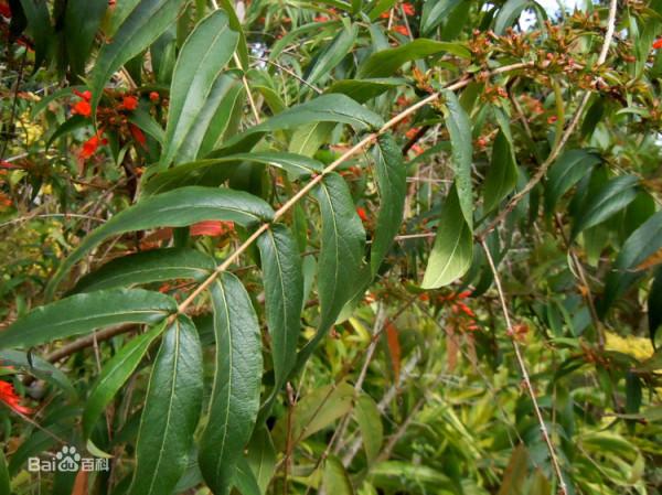 極具觀賞價值的野花——植物非試管高效快繁蝦子花 極具觀賞價值的野花——植物非試管高效快繁蝦子花