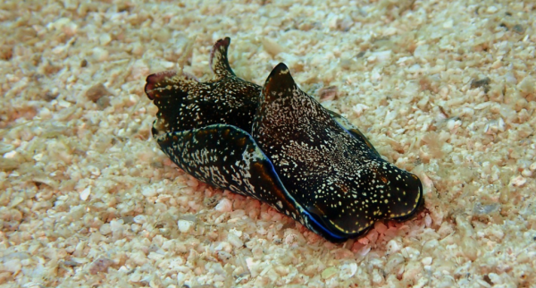 可以生成葉綠素的兔子？能當菜吃嗎？