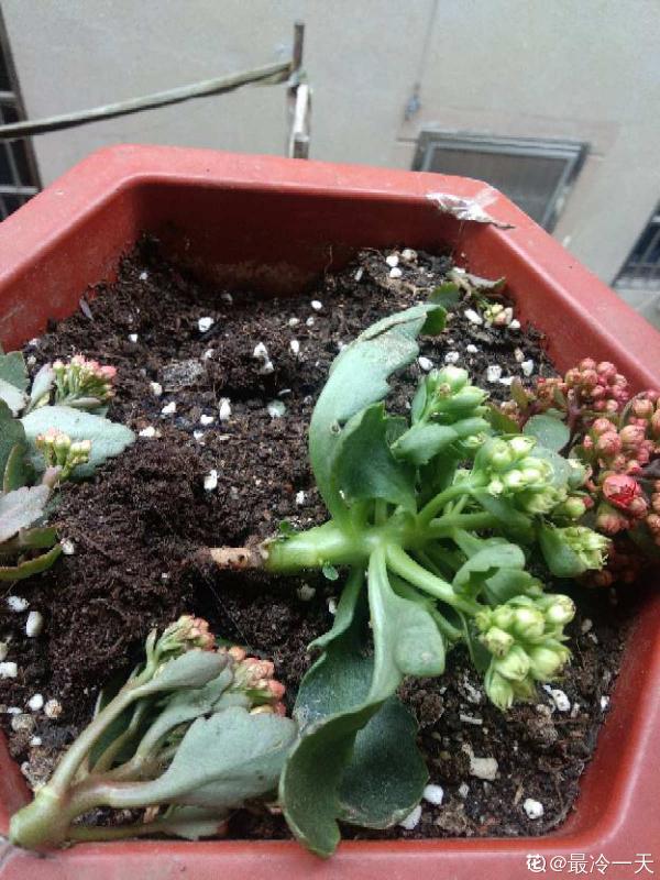 秋天植物甦醒後，重點防爛根，4個要點要做好