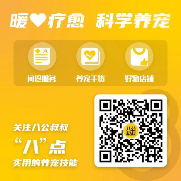 我家小貓最近不拉粑粑，一吃就吐，咋辦？？| 熱門問診白皮書