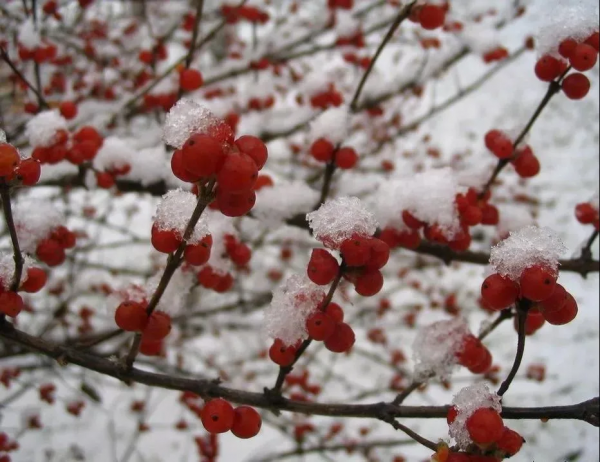 今日大雪 | 收藏冬日美好 今日大雪 | 收藏冬日美好