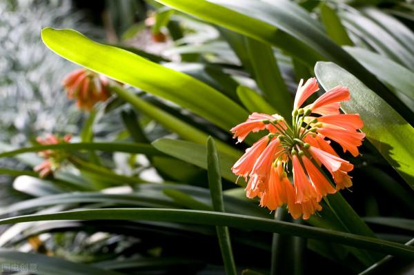 太實用了！45種常見植物養殖方法大全