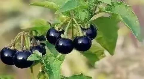 40種野果,滿滿都是兒時的味道 40種野果,滿滿都是兒時的味道