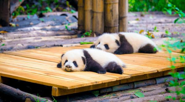 動物們是如何睡覺的?各種動物不同的睡眠時間表 動物們是如何睡覺的?各種動物不同的睡眠時間表